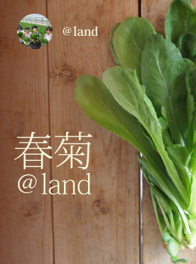 春菊　@land