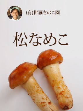 松なめこ