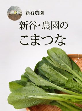 新谷・農園のこまつな