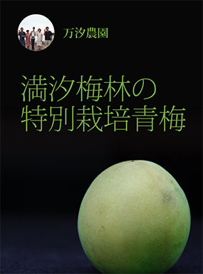 満汐梅林の特別栽培青梅