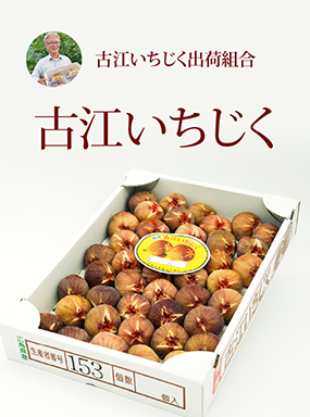古江いちじく