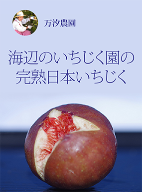 海辺のいちじく園の完熟日本いちじく